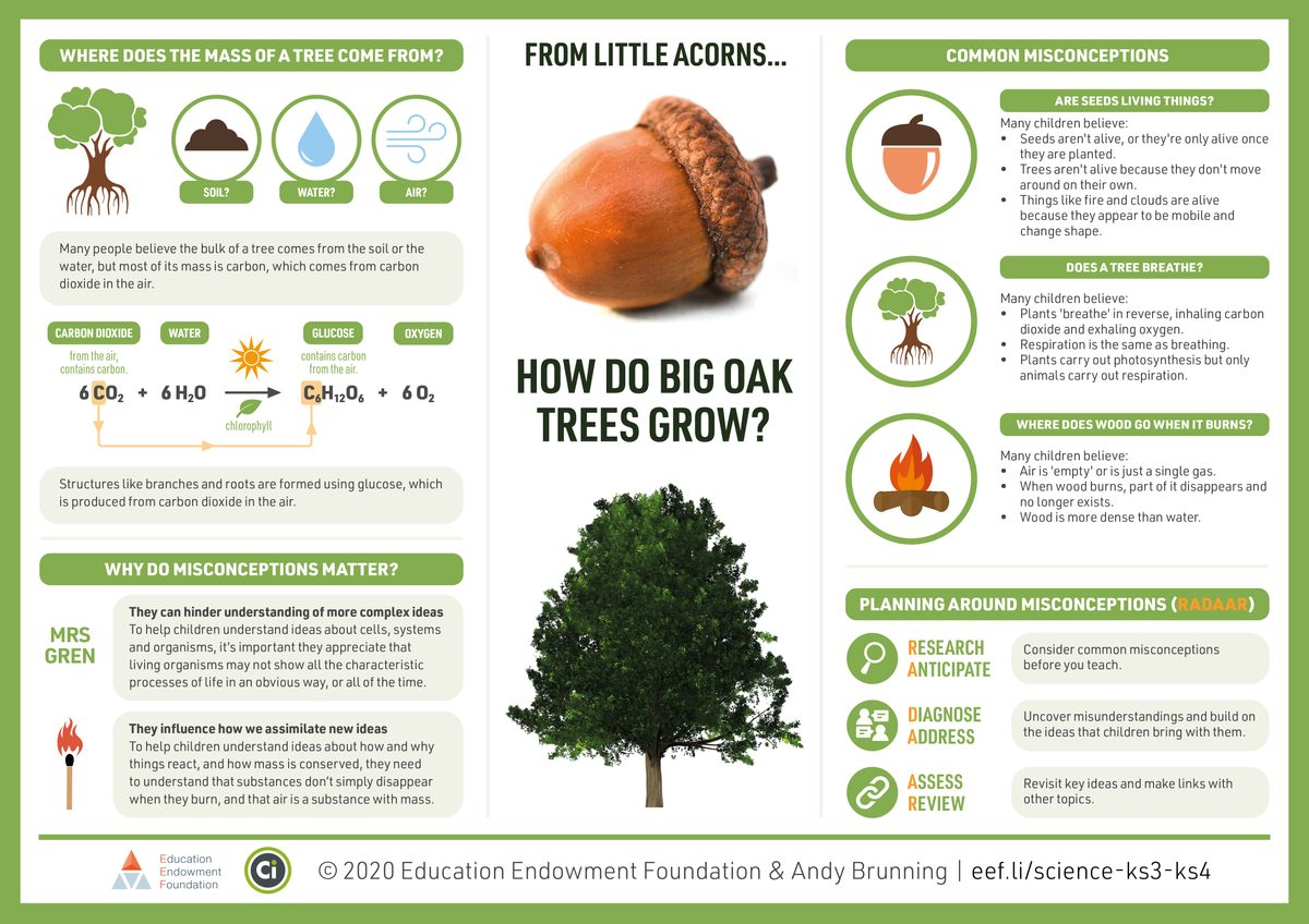 Where does the mass of a tree come from