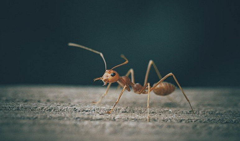Ant