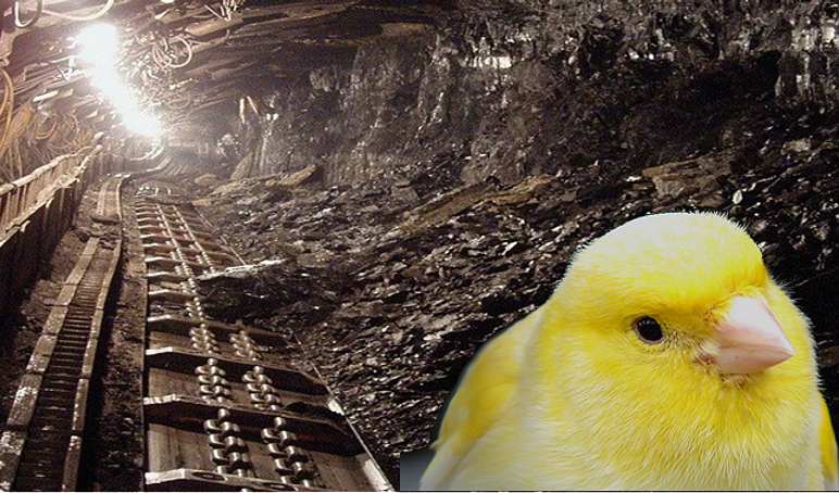 Canary down a coal mine4
