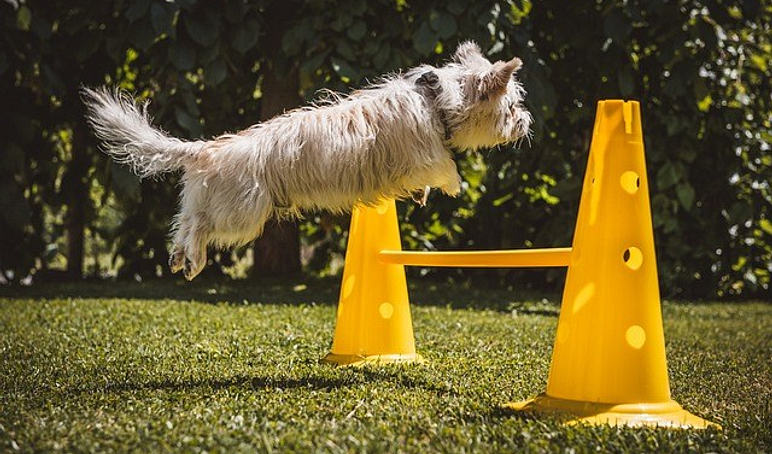 Dog hurdle