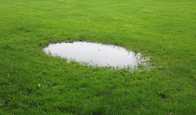 Lawn puddle