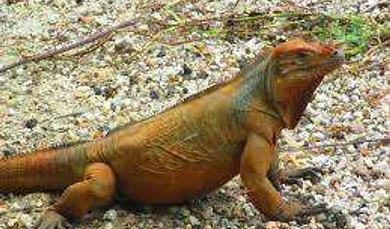 Animal