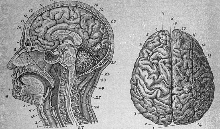 Brain2