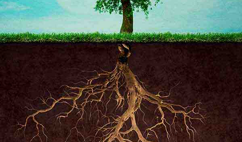 Roots soil 1