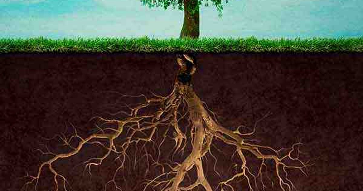 ‘Till the soil so the roots take hold’. | Aspirer Research School