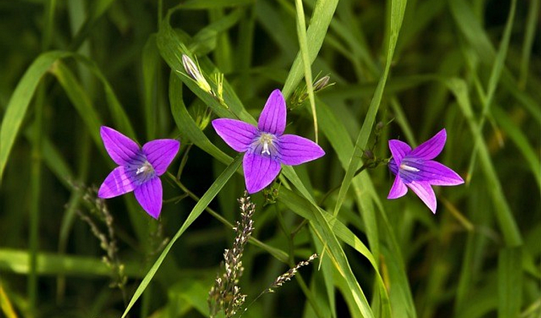 Three flowers 3550868 640