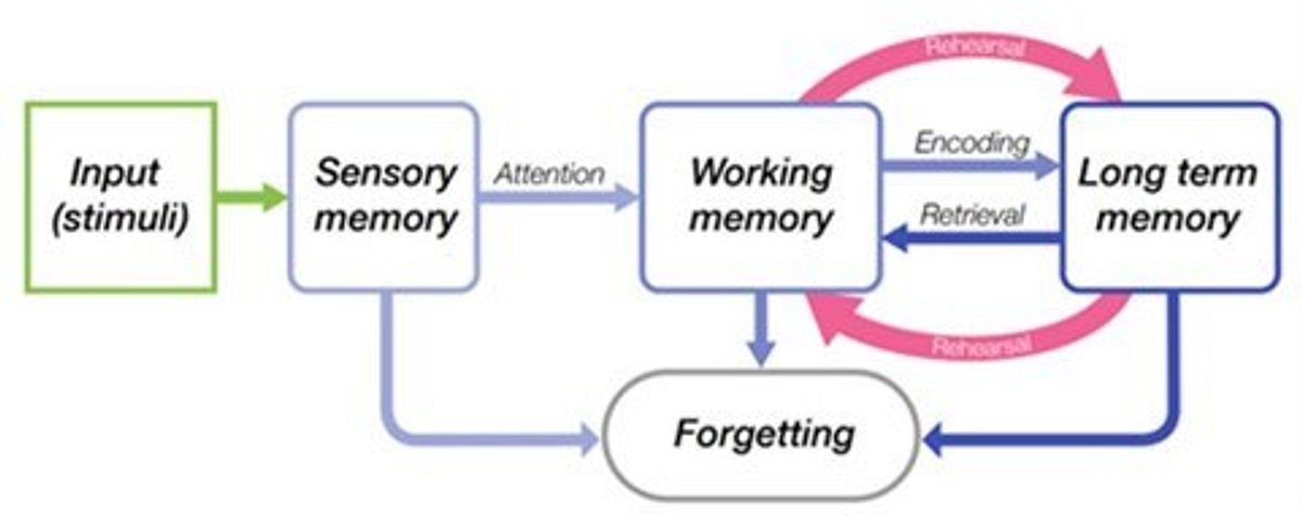 Memory Model
