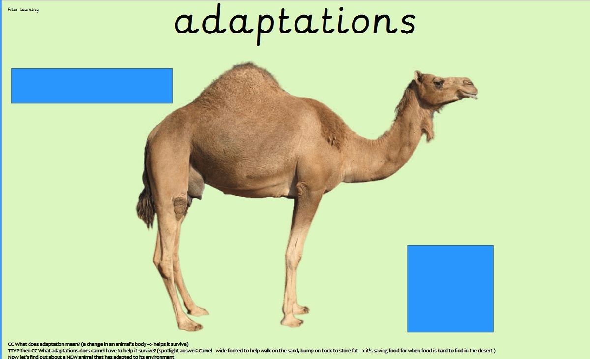 Camel