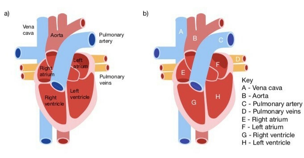 Heart pic