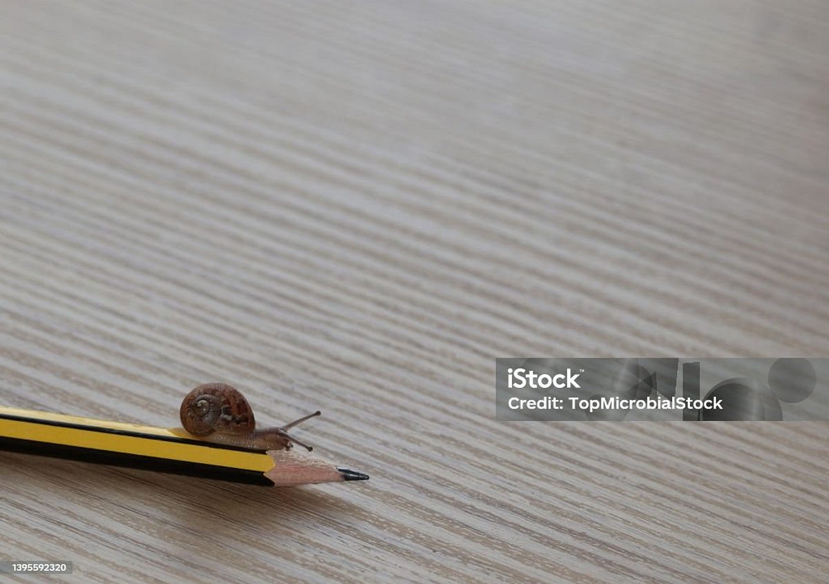 Snail